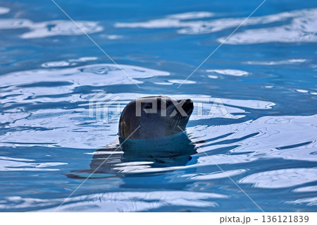 水面から顔を出して浮かぶ横向きのゴマフアザラシ 水面から顔を出して浮かぶ横向きのゴマフアザラシ 136121839