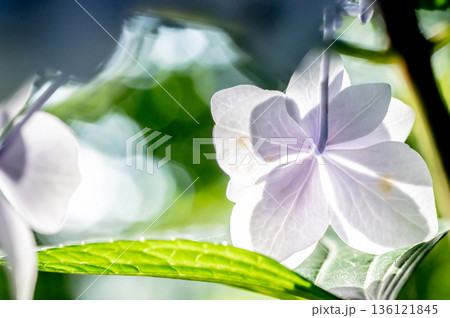 額紫陽花の装飾花が見る風景 136121845