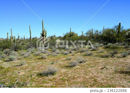 Landscape Sonoran Desert Arizona 136122088