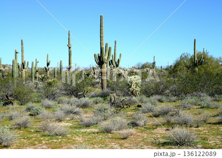 Landscape Sonoran Desert Arizona 136122089