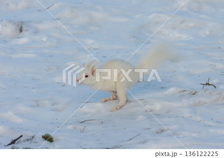 雪原を跳ねるアルビノのエゾリス 北海道道東の野生動物 136122225