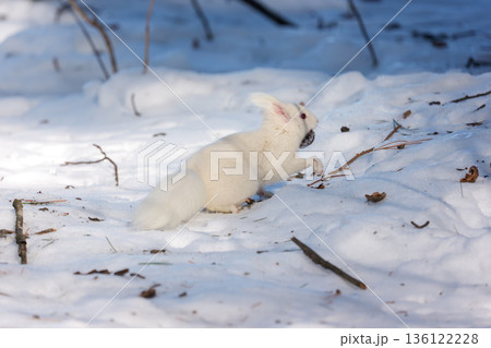 雪原を跳ねるアルビノのエゾリス 北海道道東の野生動物 136122228