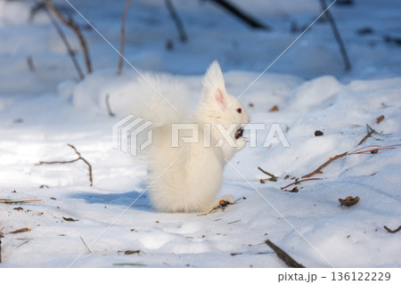 雪原を跳ねるアルビノのエゾリス 北海道道東の野生動物 雪原を跳ねるアルビノのエゾリス 北海道道東の野生動物 136122229