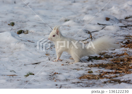 雪原を跳ねるアルビノのエゾリス 北海道道東の野生動物 136122230