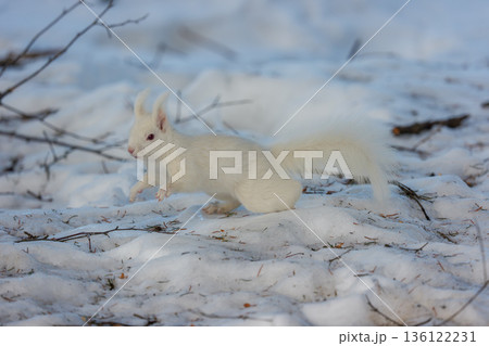 雪原を跳ねるアルビノのエゾリス 北海道道東の野生動物 136122231