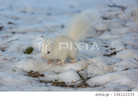 雪原を跳ねるアルビノのエゾリス 北海道道東の野生動物 136122235