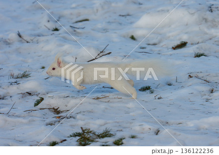 雪原を跳ねるアルビノのエゾリス 北海道道東の野生動物 136122236
