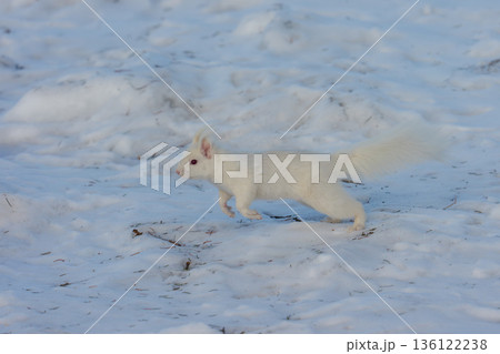 雪原を跳ねるアルビノのエゾリス 北海道道東の野生動物 136122238