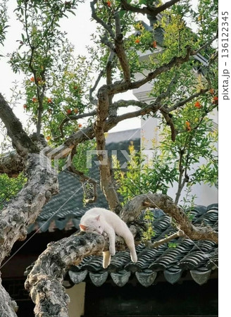 Charming and chubby cat playfully exploring the outdoors, with fluffy fur and a curious expression. Full of energy and joy, perfect for cat lovers who enjoy watching playful, happy moments! 136122345