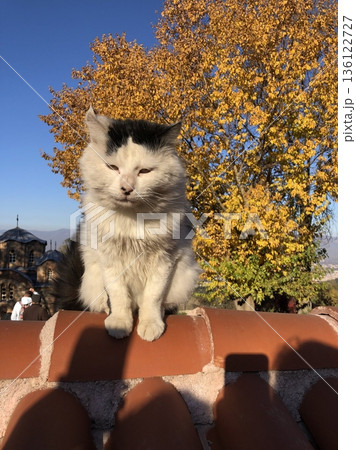 A cat with a sleek coat and playful personality, lounging in a sunny spot. Perfect for pet photography, showcasing the charm and beauty of local feline companions at home. 136122727