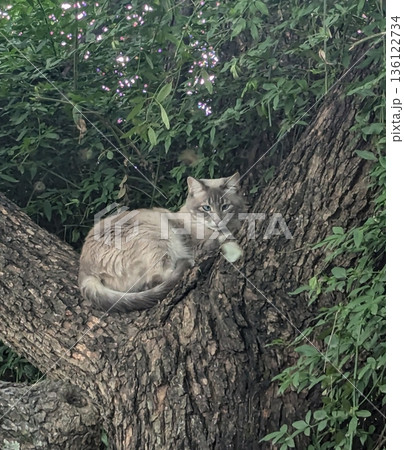 Charming and chubby cat playfully exploring the outdoors, with fluffy fur and a curious expression. Full of energy and joy, perfect for cat lovers who enjoy watching playful, happy moments! 136122734