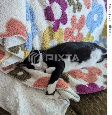 Charming and chubby cat playfully exploring the outdoors, with fluffy fur and a curious expression. Full of energy and joy, perfect for cat lovers who enjoy watching playful, happy moments! 136122763
