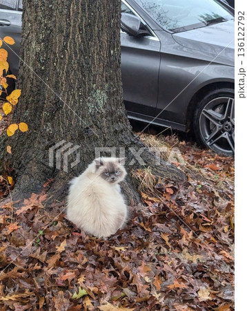 Charming and chubby cat playfully exploring the outdoors, with fluffy fur and a curious expression. Full of energy and joy, perfect for cat lovers who enjoy watching playful, happy moments! 136122792