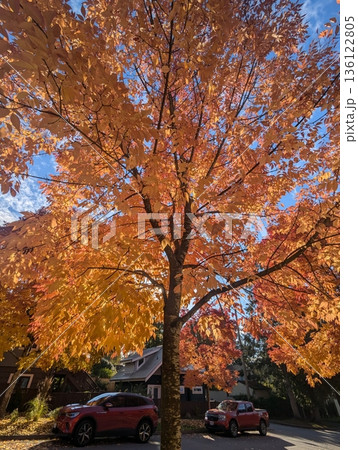 Golden autumn leaves blanket the ground, with vibrant hues of red, orange, and yellow painting the trees. Crisp air and soft sunlight highlight the season’s warmth and cozy charm. 136122805