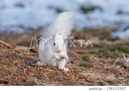 雪解けの地面で採食するアルビノのエゾリス 北海道道東の野生動物 136123587