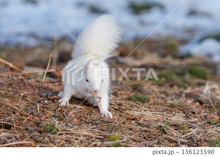 雪解けの地面で採食するアルビノのエゾリス 北海道道東の野生動物 136123590