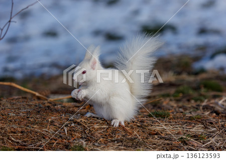 雪解けの地面で採食するアルビノのエゾリス 北海道道東の野生動物 136123593