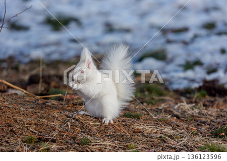 雪解けの地面で採食するアルビノのエゾリス 北海道道東の野生動物 136123596