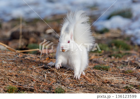 雪解けの地面で採食するアルビノのエゾリス 北海道道東の野生動物 136123599