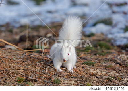 雪解けの地面で採食するアルビノのエゾリス 北海道道東の野生動物 136123601