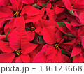 ポインセチアの赤い花 136123668