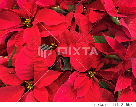 ポインセチアの赤い花 136123668