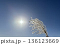 太陽に照らされるススキ 136123669