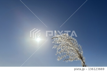 太陽に照らされるススキ 136123669