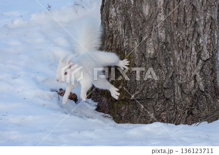 木を降りるアルビノのエゾリス 北海道道東の野生動物 136123711