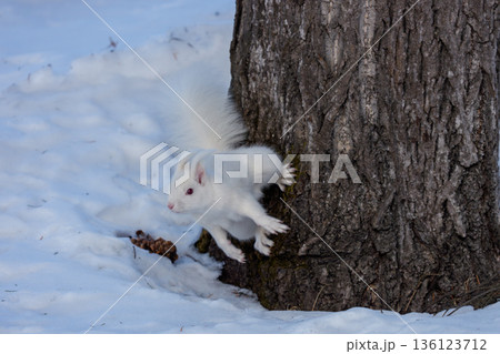 木を降りるアルビノのエゾリス 北海道道東の野生動物 136123712