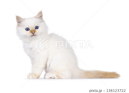 Fluffy kitten on white background Fluffy kitten on white background 136123722