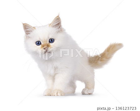 Fluffy kitten on white background 136123723