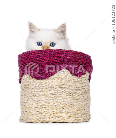 Fluffy kitten on white background 136123728