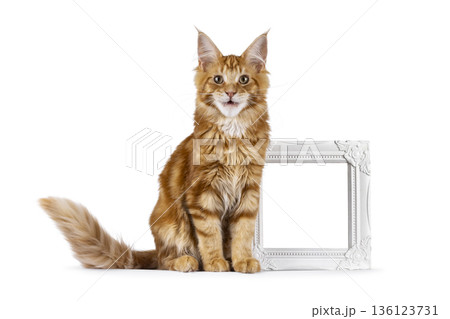Ginger Maine Coon cat on white background Ginger Maine Coon cat on white background 136123731