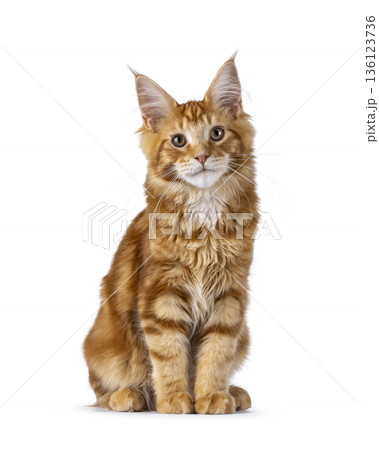 Ginger Maine Coon cat on white background Ginger Maine Coon cat on white background 136123736