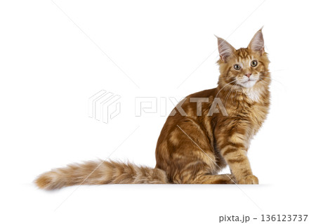 Ginger Maine Coon cat on white background Ginger Maine Coon cat on white background 136123737