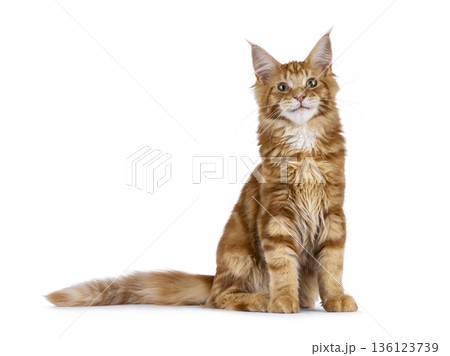 Ginger Maine Coon cat on white background 136123739