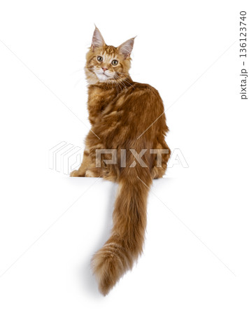 Ginger Maine Coon cat on white background 136123740