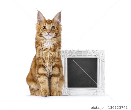 Ginger Maine Coon cat on white background Ginger Maine Coon cat on white background 136123741