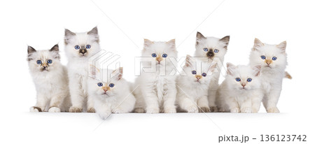 Group kittens on white background Group kittens on white background 136123742