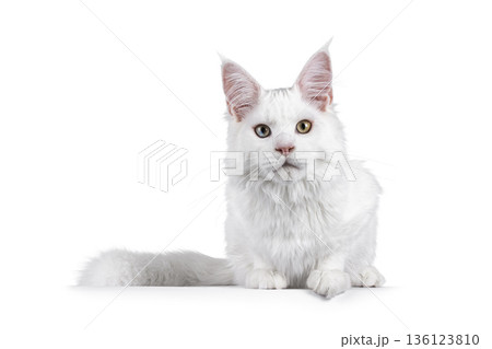 White cat on white background White cat on white background 136123810