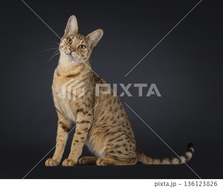 Brown spotted cat on black background Brown spotted cat on black background 136123826