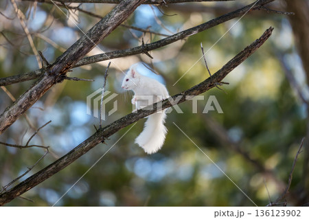 枝の上を移動するアルビノのエゾリス 北海道道東の野生動物 136123902