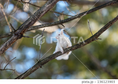 枝の上を移動するアルビノのエゾリス 北海道道東の野生動物 136123903