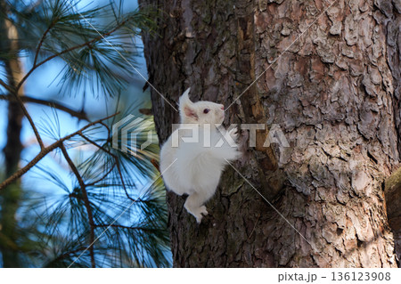 枝の上を移動するアルビノのエゾリス 北海道道東の野生動物 枝の上を移動するアルビノのエゾリス 北海道道東の野生動物 136123908