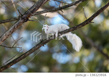 枝の上を移動するアルビノのエゾリス 北海道道東の野生動物 136123916