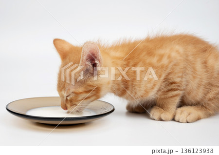 Little orange kitty drink milk Little orange kitty drink milk 136123938