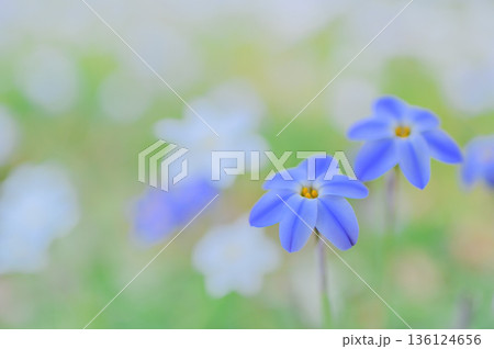 青いハナニラ 春の野草 青いハナニラ 春の野草 136124656