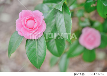 日本の庭園に咲く乙女椿の花 136124787