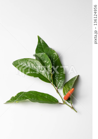 ヒハツ実と葉 136124956